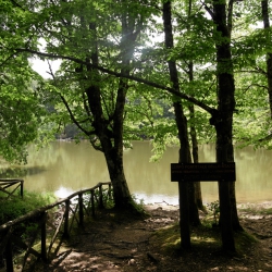 Foresta Umbra, the natural forest of the gargano
