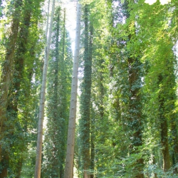 Foresta Umbra, the natural forest of the gargano