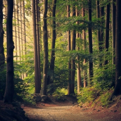 Wood of the Pianelle