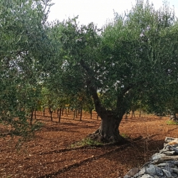 November, harvest time: the Itria Valley, uncontaminated land