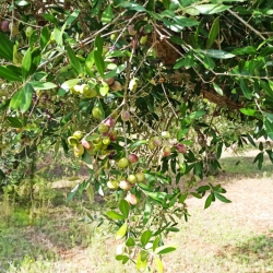 November, harvest time: the Itria Valley, uncontaminated land