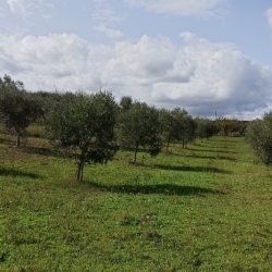 November, harvest time: the Itria Valley, uncontaminated land