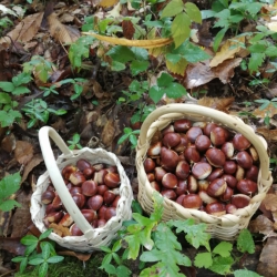 St. Martin's day: not just wine and roasted chestnuts!
