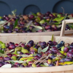 November, harvest time: the Itria Valley, uncontaminated land