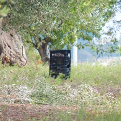 November, harvest time: the Itria Valley, uncontaminated land