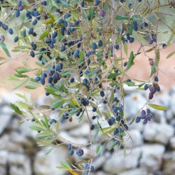 November, harvest time: the Itria Valley, uncontaminated land