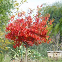  Autumn in the Trulli Valley