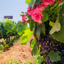 Tour Enogastronomico Terre di San Vito