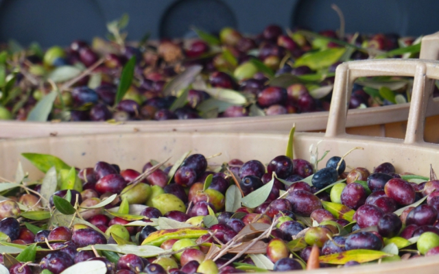 November, harvest time: the Itria Valley, uncontaminated land