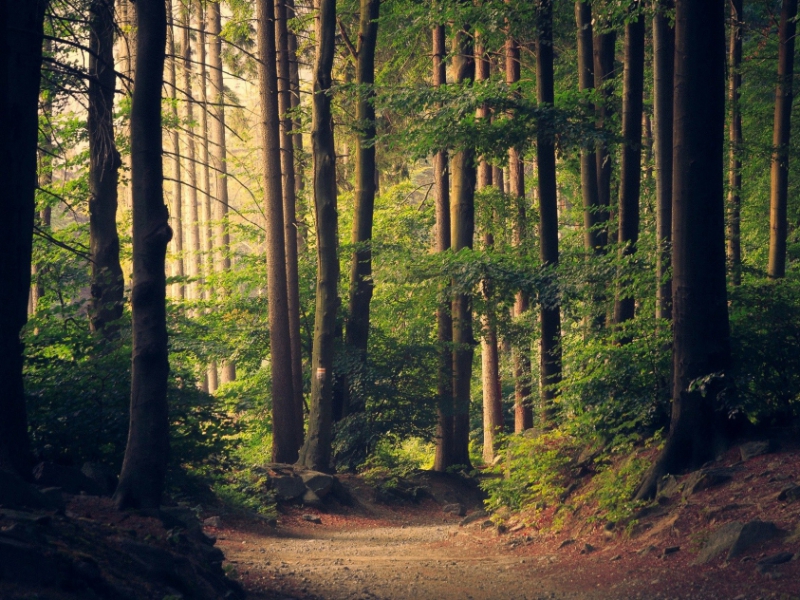 Wood of the Pianelle