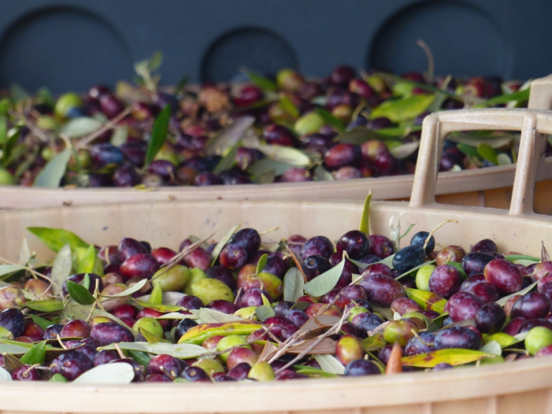 November, harvest time: the Itria Valley, uncontaminated land